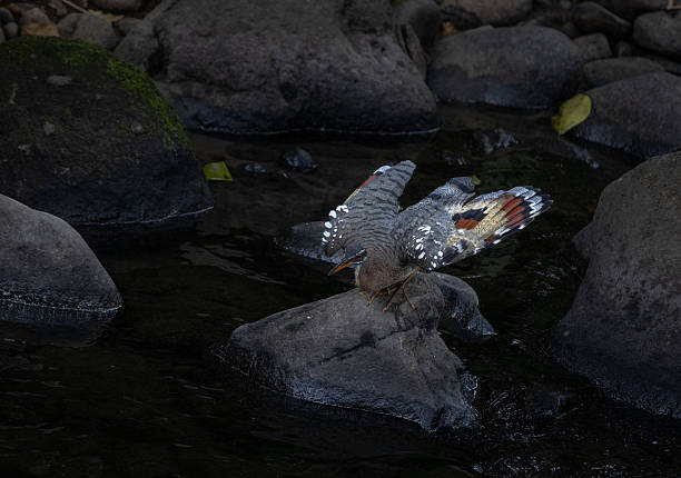 A striking sunbittern displays its vividly patterned wings while balancing on a rock in a shallow Costa Rican stream. The open-wing posture showcases its unique eyespots, used for signaling and display.