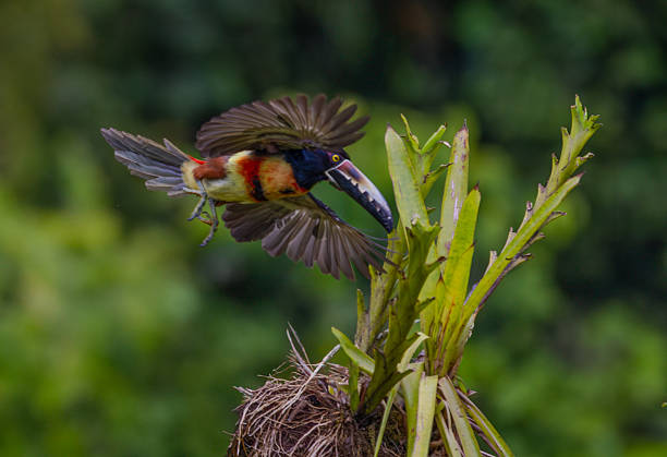 A Collared Aracari (Pteroglossus torquatus) captured mid-flight, launching from a bromeliad-covered branch in the lush rainforest of Costa Rica. The image freezes the motion of its wings and highlights the bird’s vivid red, yellow, and black plumage, a testament to the vibrancy of tropical birdlife.