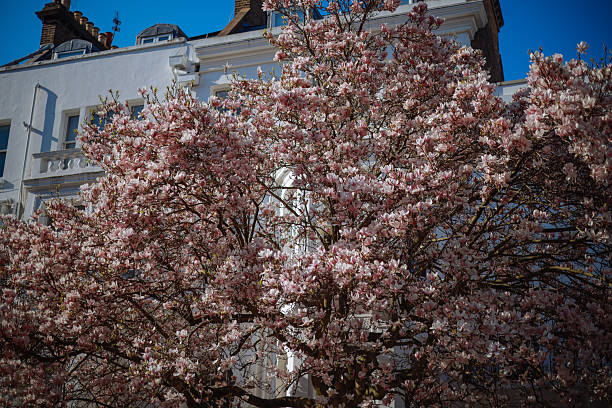 magnolia tree blossom in springtime. tender pink flowers bathing in sunlight. warm april weather.Magnolia against the background of the church of St. Lyudmila on Peace Square in Prague. Czech Republic