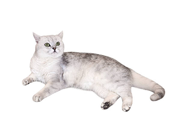 White grey Silver British Shorhair Cat lying down isolated cutout on white