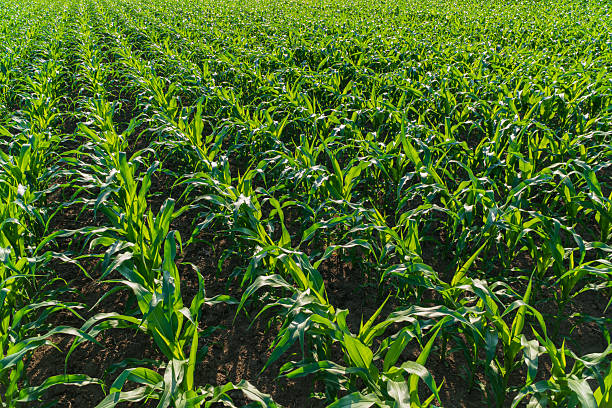 istock Rows of vibrant green corn plants stretch across a field under a clear blue sky, indicating healthy growth during summer 2213968091