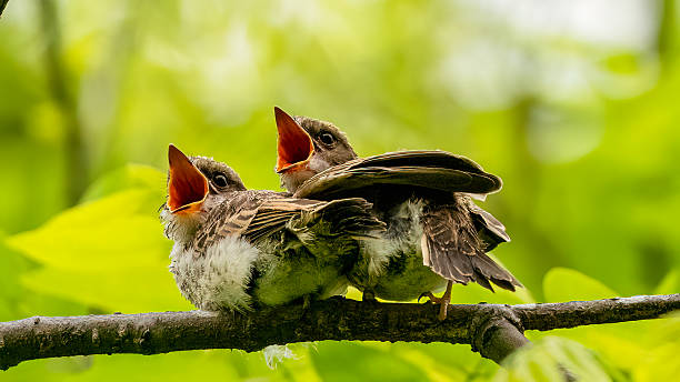 istock NEW BORN BIRDS BEG FOR FOOD 2213968449