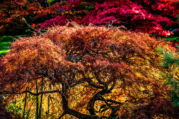 Japanese Maples Red Leaves Van Dusen Gardens Vancouver British Columbia, Canada