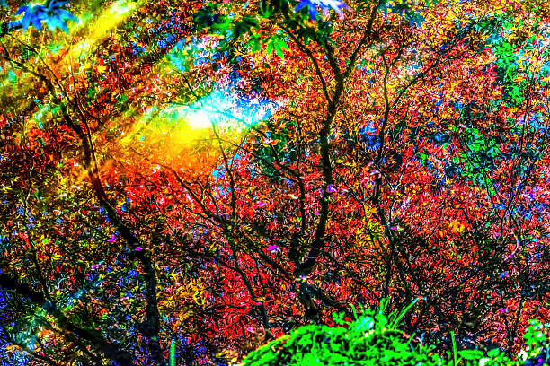 istock Red Orange Japanese Maple Trees Reflection Abstract Van Dusen Garden Vancouver Canada 2213970717