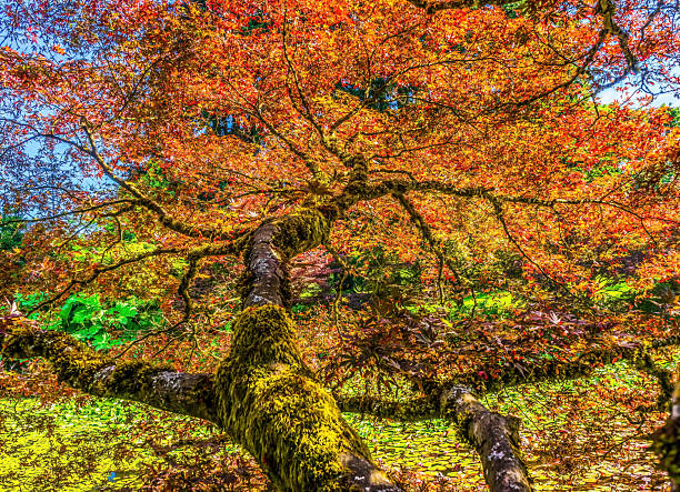 istock Red Orange Japanese Maple Trees Abstract Van Dusen Garden Vancouver Canada 2213971158