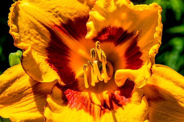 Yellow Daylily Hemerocallidoideae Flower Closeup Blooming Macro. Common to Asia