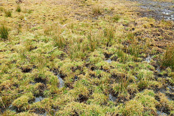A swampy water area.  Water is covered in bright green algae.  Same noted on a log in the water.  There are reeds in the water, of various stages.  A spider is seen on the log.  A plant seed has flown into the reeds.  Lethbridge, Elizabeth Hall Wetlands Oxbow Lake.
