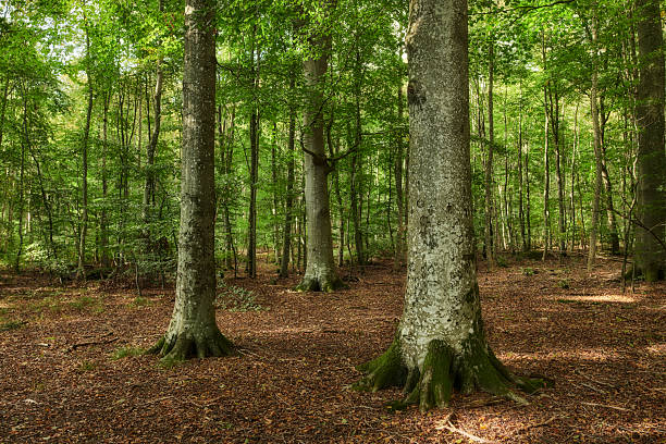 Sunlit forest scene capturing a serene atmosphere, dense trees with an intricate bark texture, and a leaf-covered floor. Feelings of tranquility and a connection with nature highlight this peaceful woodland retreat.