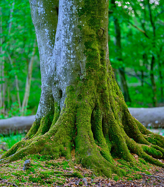 istock Green moss-covered tree trunk in a vibrant summer forest with lush surroundings 2213972642