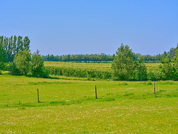 Experience a serene summer landscape in Denmark, capturing lush green meadows adorned with wildflowers and lined with rows of dense trees beneath a clear blue sky. An idyllic and tranquil countryside scene.