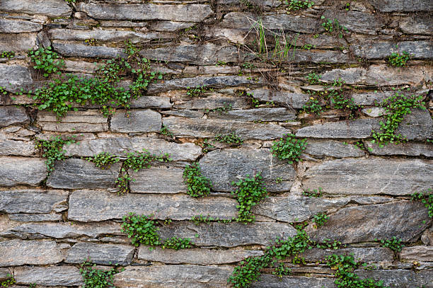 A detailed view of a dry stone wall built from flat, horizontally stacked rocks, partially covered with fresh green creeping plants. The vibrant foliage contrasts with the gray and beige stone, creating a balance between natural life and aged craftsmanship. The image evokes themes of resilience and coexistence.