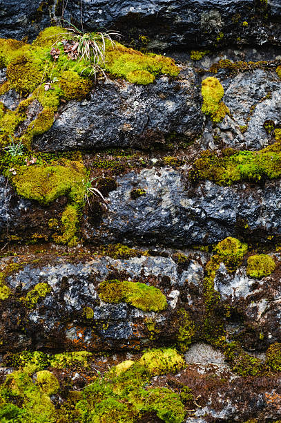 istock Stone wall covered with green moss and lichen 2213973054
