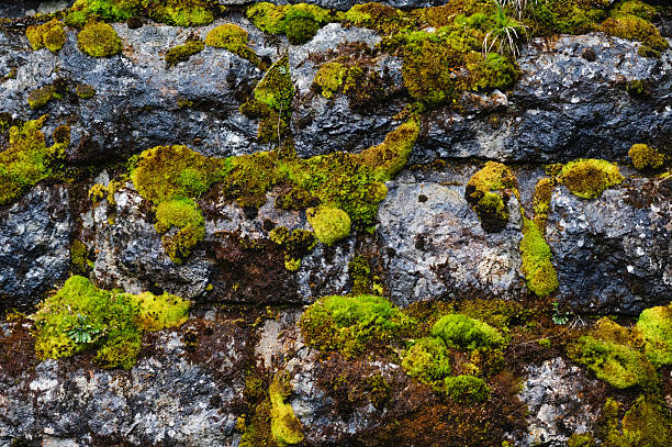 istock Stone wall covered with green moss and lichen 2213973057