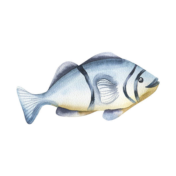 istock Aquarium blue fish with stripes watercolor illustration. Hand drawn deep sea swimming creature with tail and fins clipart for sticker, oceanarium stationery,poster, pet shop label, logo design 2213973297
