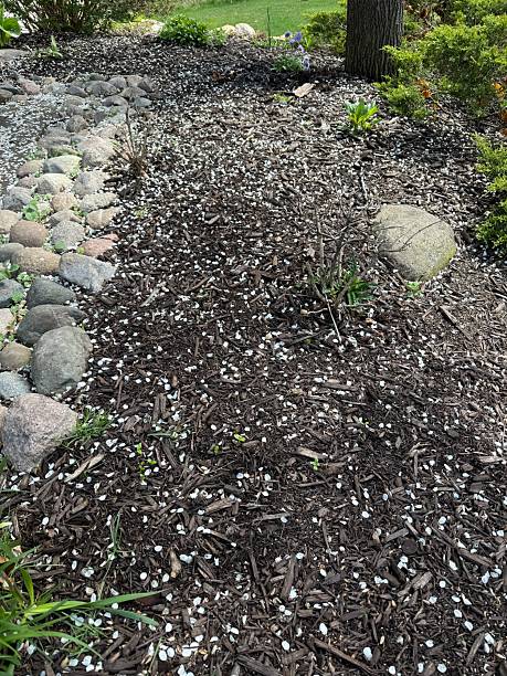 istock Flower petals on the ground 2213974555