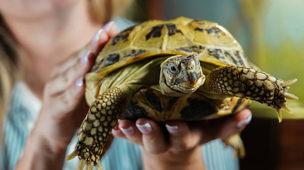 istock Woman Holding a Tortoise Close-Up 2213974856