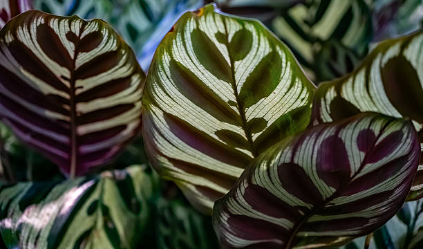 Close-up of Calathea makoyana, commonly known as Peacock Plant or Prayer Plant. The large patterned leaves show light and dark green markings with purplish undersides, resembling a peacock’s feathers. A popular tropical houseplant known for its striking foliage.