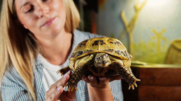 istock Woman Holding a Tortoise Close-Up 2213975529