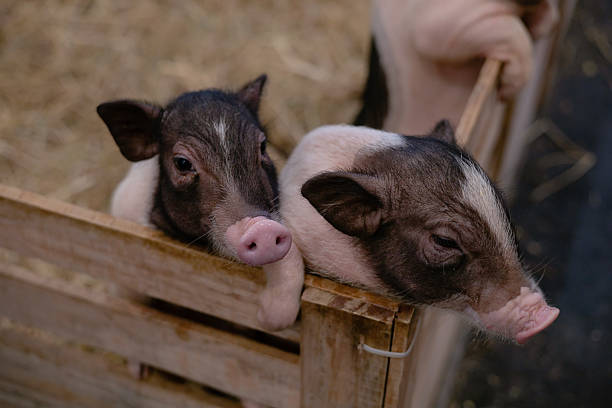 istock Two piglets are sitting in a wooden pen. 2213975749
