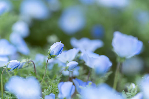 istock Cute nemophila buds 2213975844