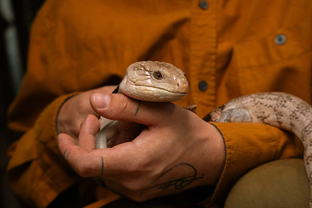istock Blue tongued Skink in Human Hands 2213976706