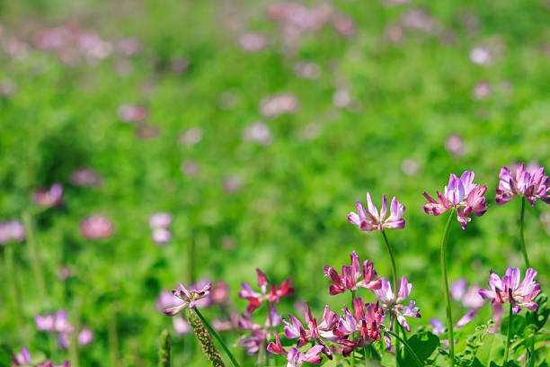 Milk vetch in the Minuma rice fields
