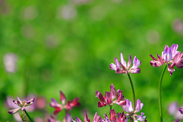 Milk vetch in the Minuma rice fields