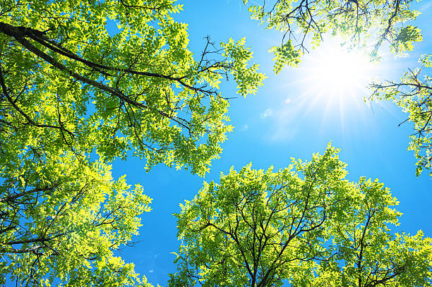 istock Spring background with fresh green trees and sunny blue sky 2213977620