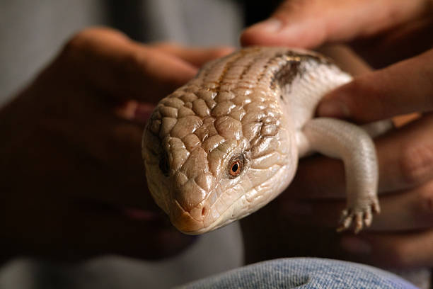 istock Blue tongued Skink in Human Hands 2213978388