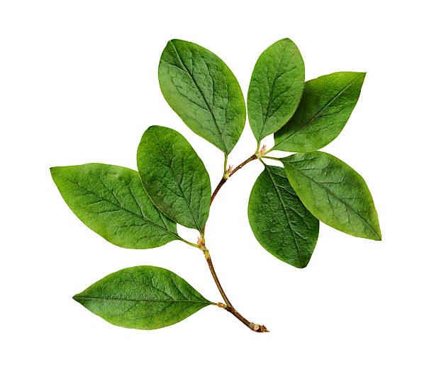 istock Twig with green leaves (Cotoneaster lucidus) isolated on white background 2213979993