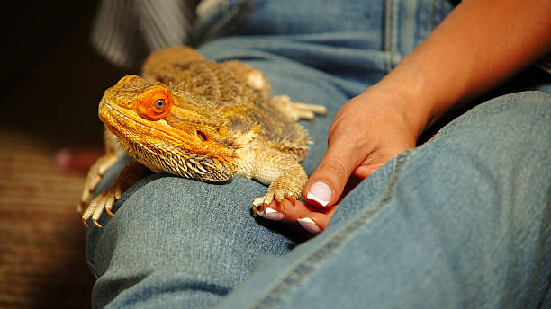 istock Orange Lizard on a Lap Woman Close-Up 2213980140