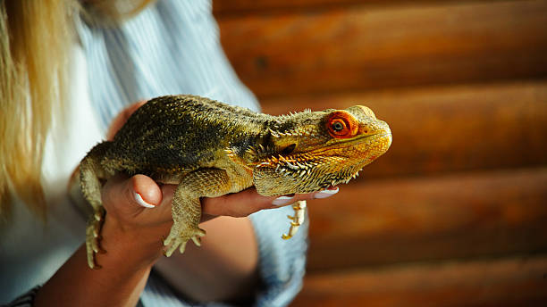 istock Close-Up of a Woman's Hands Holding a Orange Lizard 2213980261