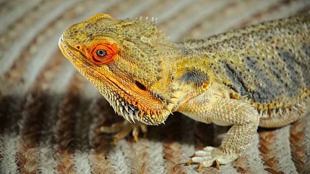 istock Orange Lizard on a Rug Close-Up 2213980341