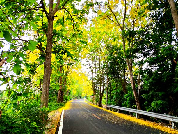 Rural road with beautiful trees , country side  Chiangmai Thailand.