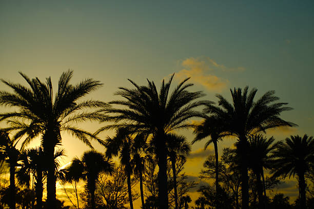 Silhouetted palm trees stand elegantly against a vibrant golden sunset, showcasing a tropical paradise with serene vibes and natural beauty. Sunset in Florida.