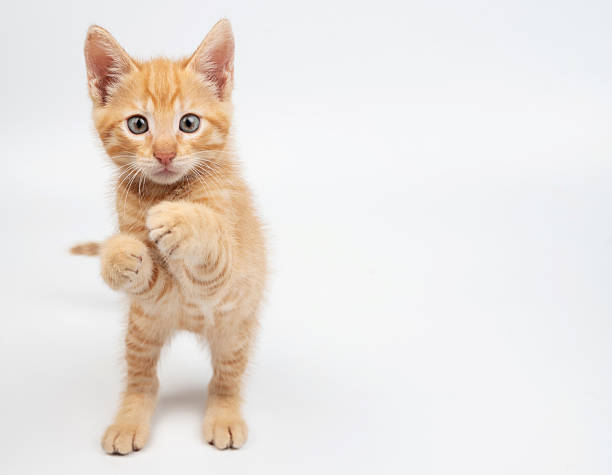 istock Playful orange kitten standing on its hind legs in bright studio space 2213990682
