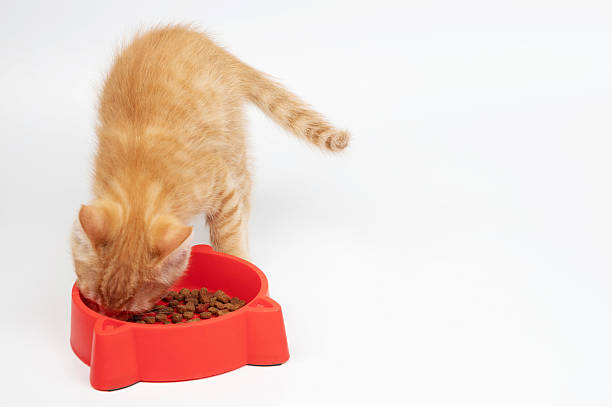 istock Orange kitten eating from red bowl in bright setting during the day 2213990684