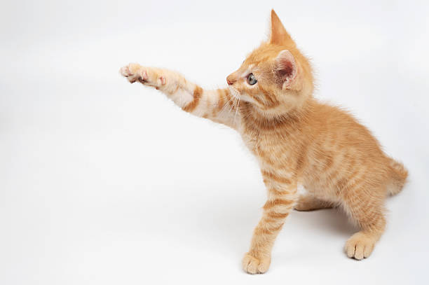 An adorable ginger cat enjoys rubbing its face and body against a white wall on a patterned pavement, showing typical feline behavior.