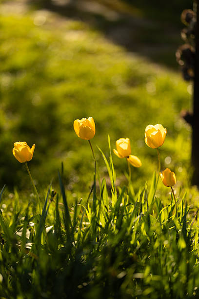 Yellow tulips in the garden on spring morning without people