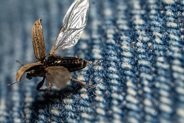 A close-up of a beetle with open wings on a blue textured fabric surface