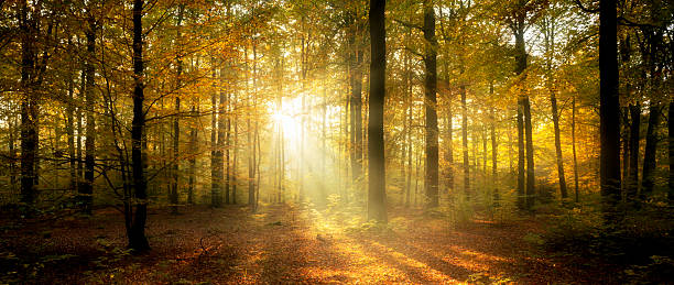 istock Beautiful morning in misty autumn forest 2213995513