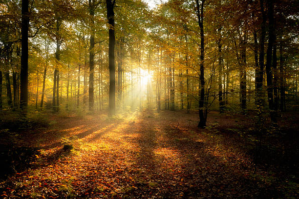 istock Beautiful morning in misty autumn forest 2213995625