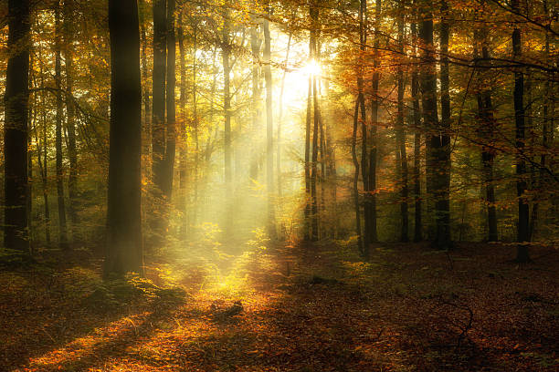 istock Beautiful morning in misty autumn forest 2213995626