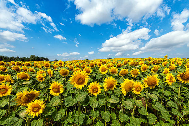 istock Beautiful day over sunflowers field 2213996773