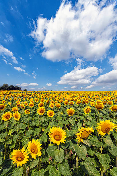 istock Beautiful day over sunflowers field 2213996774