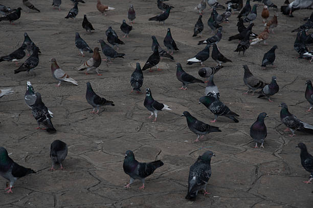istock Pigeons Gathering in a Mexican Plaza 2213996894