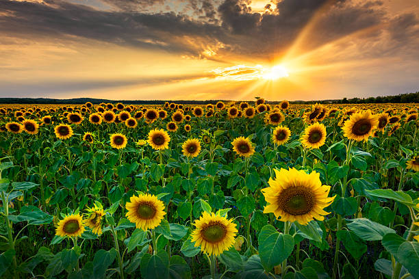 istock Beautiful sunset over sunflower field 2213996927
