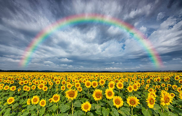 istock Beautiful rainbow over sunflowers field 2213997219