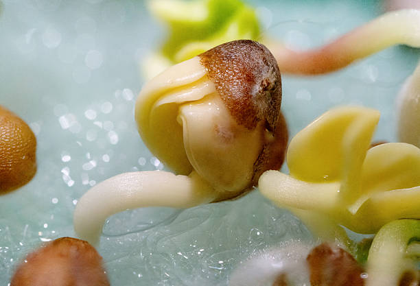 Detailed macro image of a sprouting seed with clearly visible roots and foliage, symbolising growth, potential, and life. Ideal for educational, agricultural, or environmental concepts.