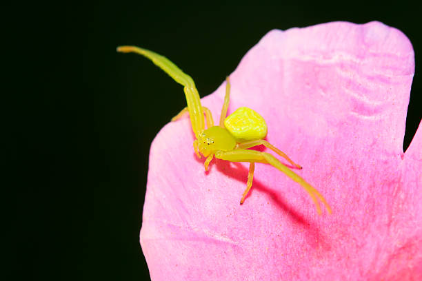 green crab spiders on red flowers, closeup of photo
